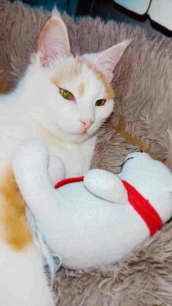 кошкаСнежана ищет дом