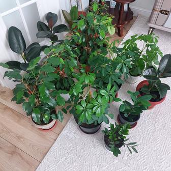 Комнатные цветы