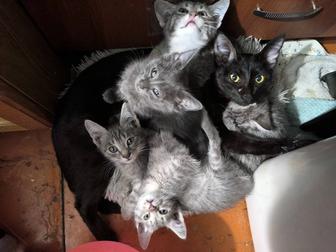 Отдам котят