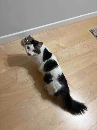 Найден кот/кошка Алматы