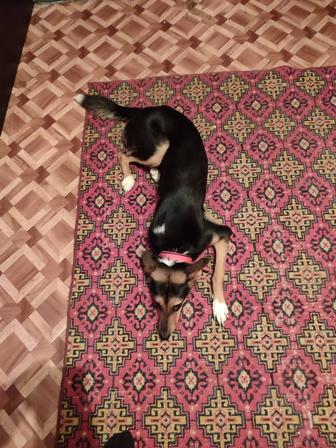 Отдам собаку в добрые руки