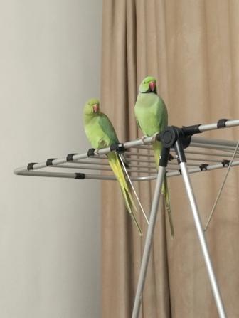 Продам 2 ожереловых попугаев самку и самса с большой клеткой