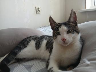 Отдам кота в добрые руки