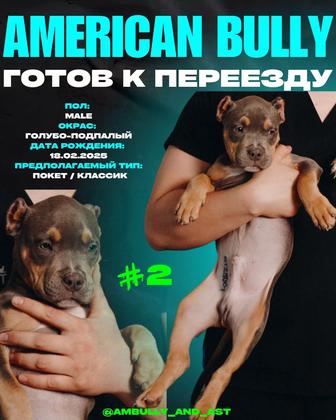 Щенок американского булли (мальчик)