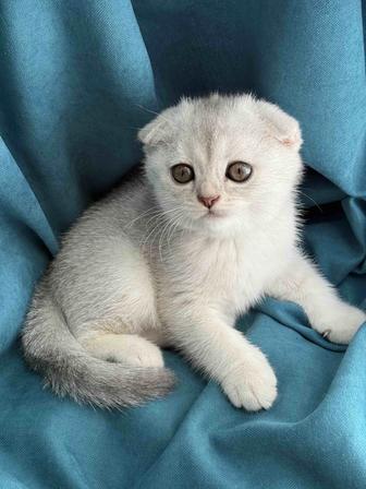 Продам котят порода шиншилла