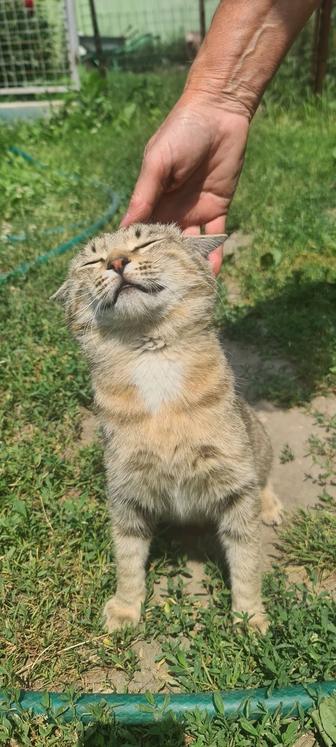 Кот в хорошие руки