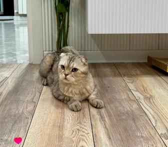 ПОТЕРЯЛСЯ КОТ