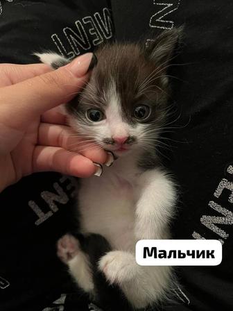 Котенки в добрые руки