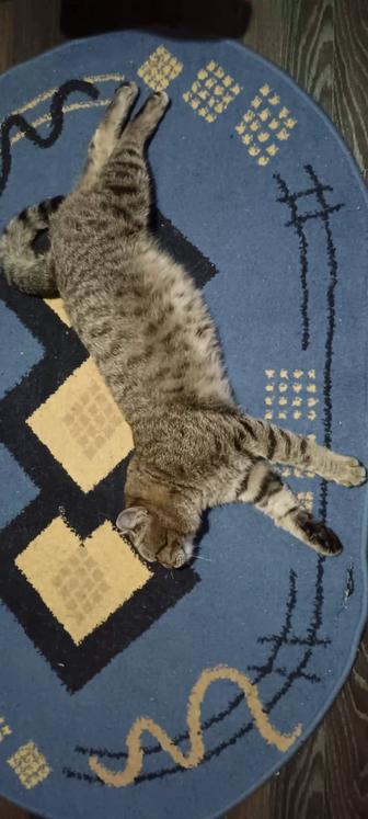 Кот Васька