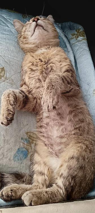 Кот Васька