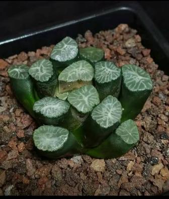 Хавортия Трунката/Haworthia Truncata