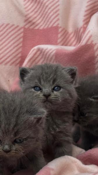 Британские котята