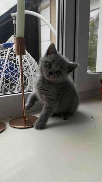 Британские котята