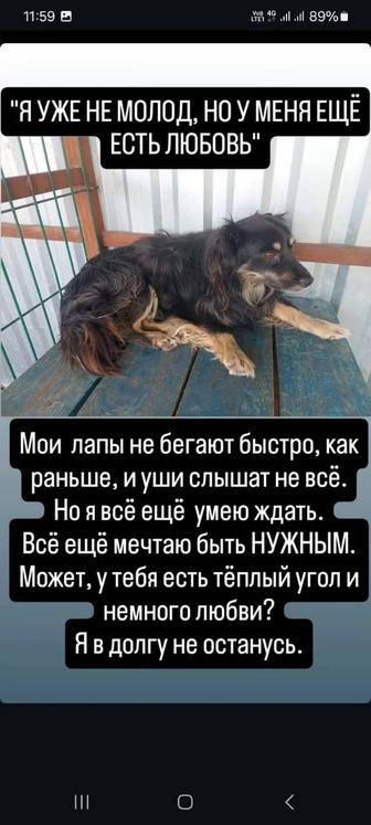 Собакам нужен дом