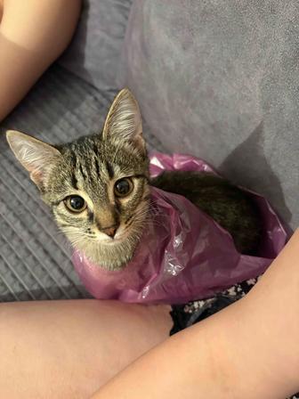 отдам котенка в добрые руки