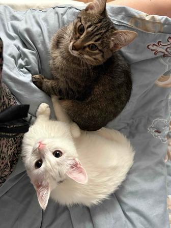 отдам котят в добрые руки