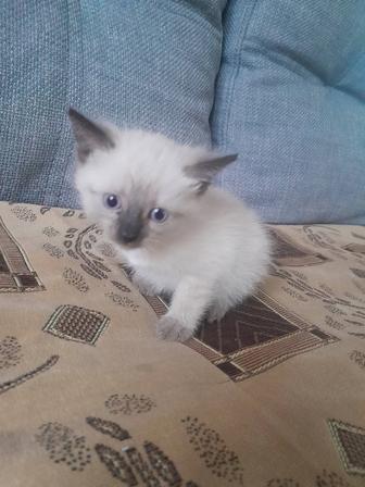 Отдам котят в добрые руки