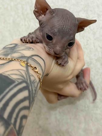 Продам котята сфинкс