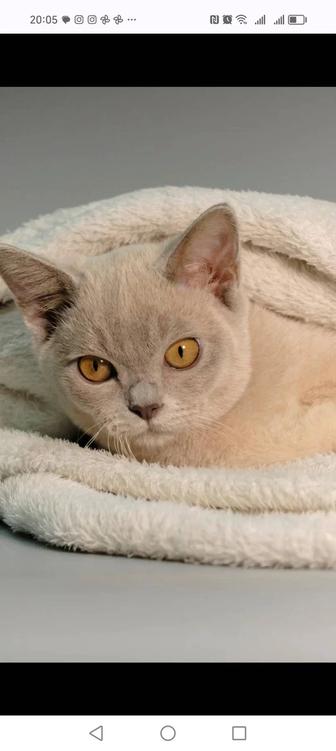 Котята европейской бурмы