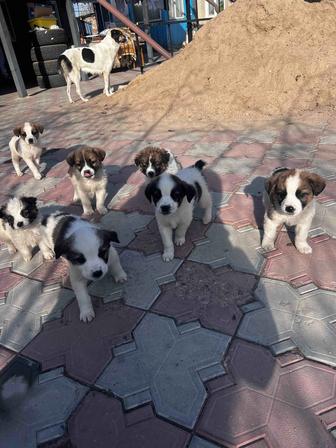 Отдам щенят