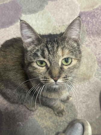 Кошка и котята