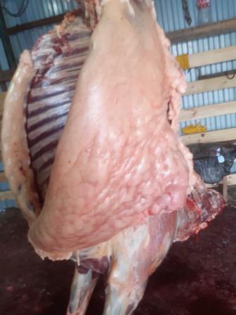 Мося конины