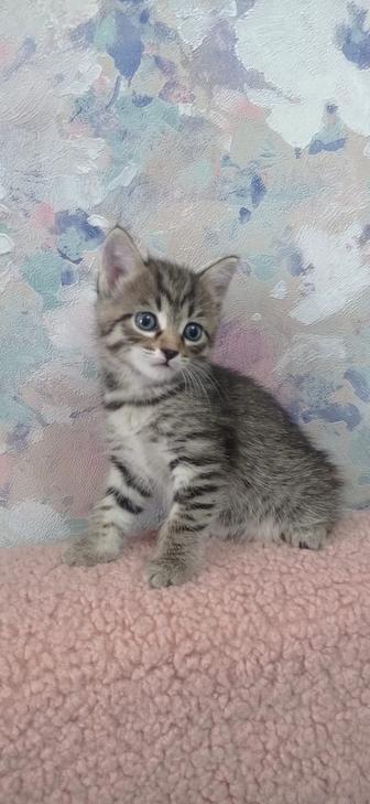 Отдам котят 1 месяц