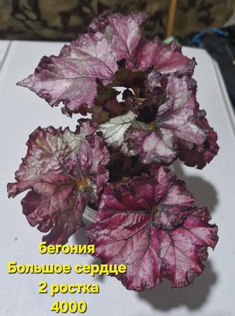 Продам комнатные растения