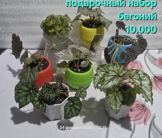 Продам комнатные растения