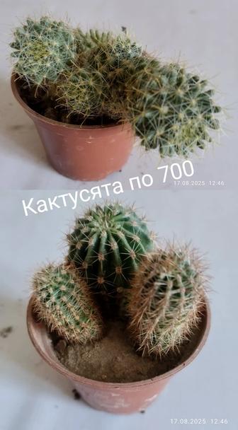 Продам комнатные растения