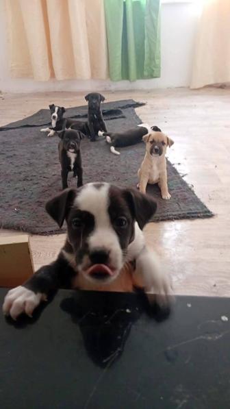 Отдам щенков стаффорда в добрые руки