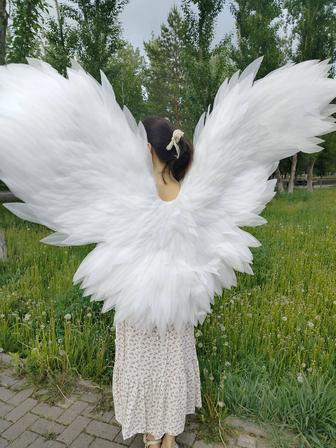 Сдам в аренду крылья Астана