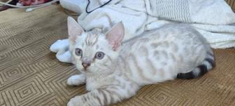 Бенгальский котенок снежного окраса 2 месяца