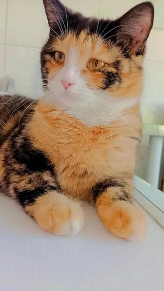 Хэппи кошка в добрые руки