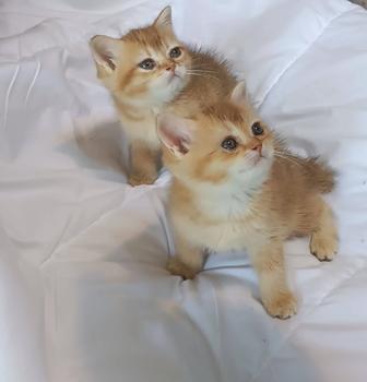 Котята золотистые шиншиллы