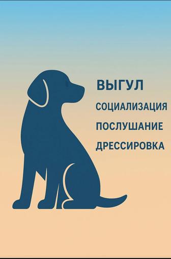 Выгул, социализация и дрессировка собак