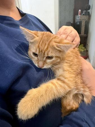 Нашелся рыжий котик. Молоденький.