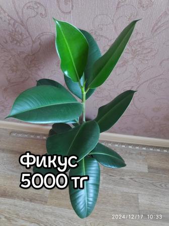 Продам фикус