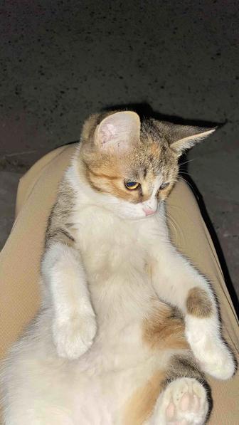 Котята