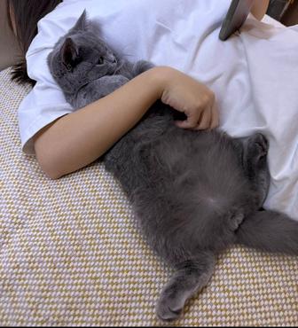 Британский котенок 5 месяцев