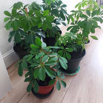 Комнатные цветы