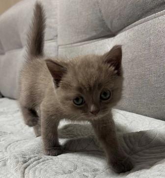 Отдам котенка