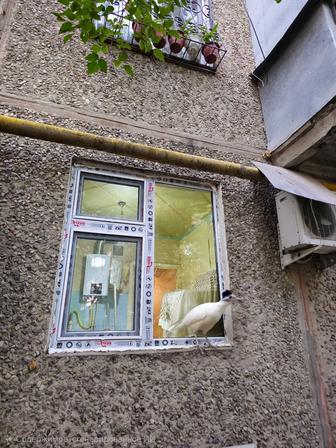 Изготовление монтаж демонтаж установка Пластиковые ПВХ, окна