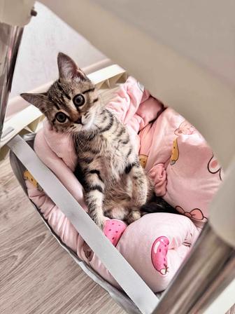 Котенок