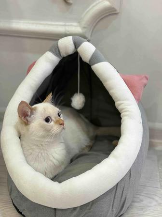 Отдам в добрые руки котика