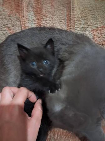 Дарю котенка
