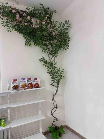 Продам дерево