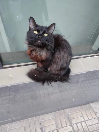 Кошечка, ласковая в ответственные руки