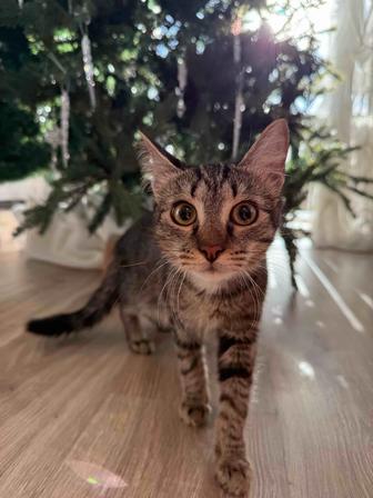 Котенок ищет семью. 6 Месяцев