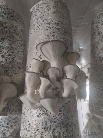 Продается грибы вешенки собственного производства.